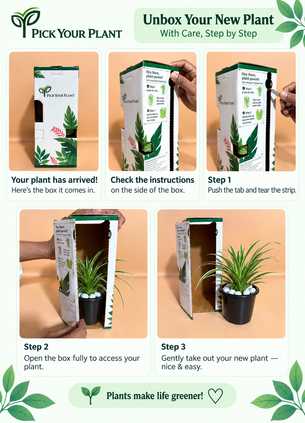 Spider Plant Sapling (1pc)