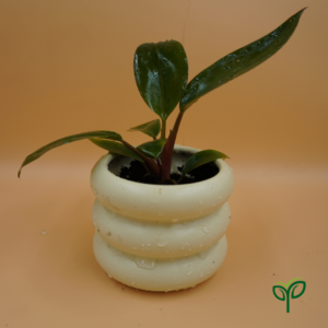 Philodendron Cherry Red Plant Sapling (1pc)