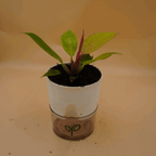 Philodendron Cherry Red Plant Sapling (1pc)