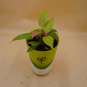Philodendron Cherry Red Plant Sapling (1pc)