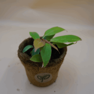 Philodendron Cherry Red Plant Sapling (1pc)