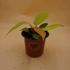 Philodendron Cherry Red Plant Sapling (1pc)
