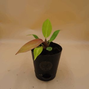 Philodendron Cherry Red Plant Sapling (1pc)
