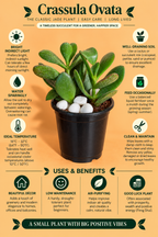 Crassula Ovata Plant (1pc)
