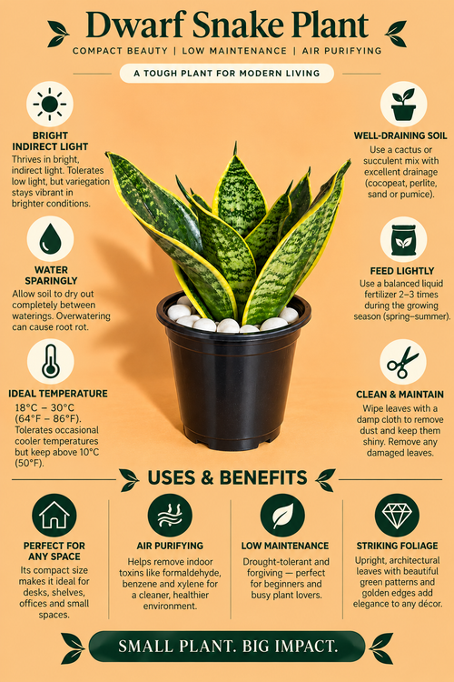 Dwarf Snake Plant (1pc)