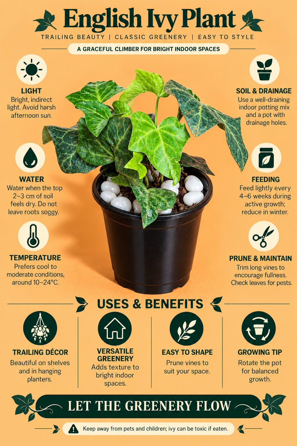 English Ivy Plant