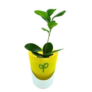 Ficus Microcarpa Bonsai Plant Sapling (1pc)