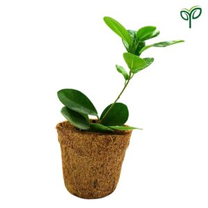 Ficus Microcarpa Bonsai Plant Sapling (1pc)