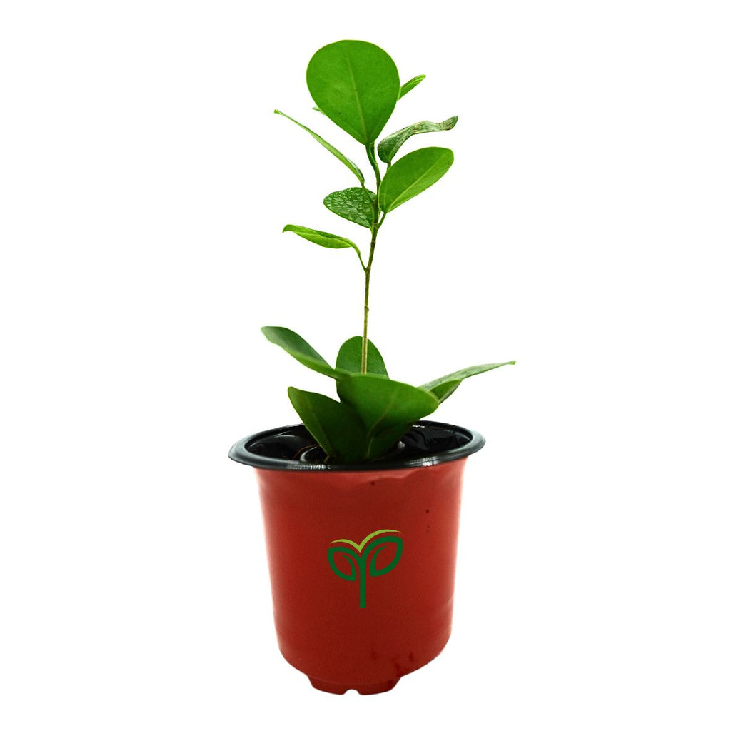 Ficus Microcarpa Bonsai Plant Sapling (1pc)