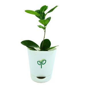 Ficus Microcarpa Bonsai Plant Sapling (1pc)