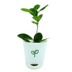 Ficus Microcarpa Bonsai Plant Sapling (1pc)