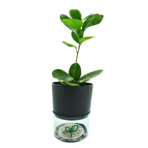 Ficus Microcarpa Bonsai Plant Sapling (1pc)