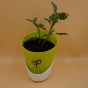 Fittonia White plant Sapling (1pc)