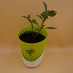 Fittonia White plant Sapling (1pc)