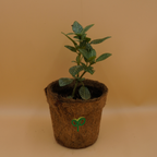 Fittonia White plant Sapling (1pc)