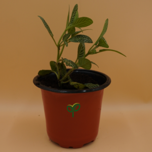 Fittonia White plant Sapling (1pc)