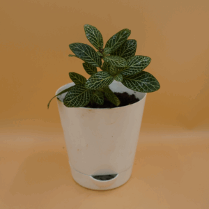 Fittonia White plant Sapling (1pc)
