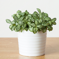 Fittonia White plant Sapling (1pc)