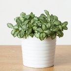 Fittonia White plant Sapling (1pc)