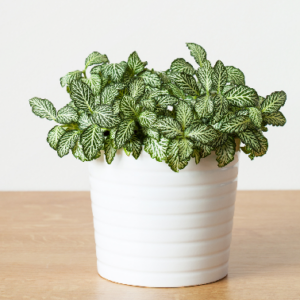 Fittonia White plant Sapling (1pc)