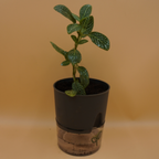 Fittonia White plant Sapling (1pc)