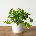 Money Plant Sapling (1pc)