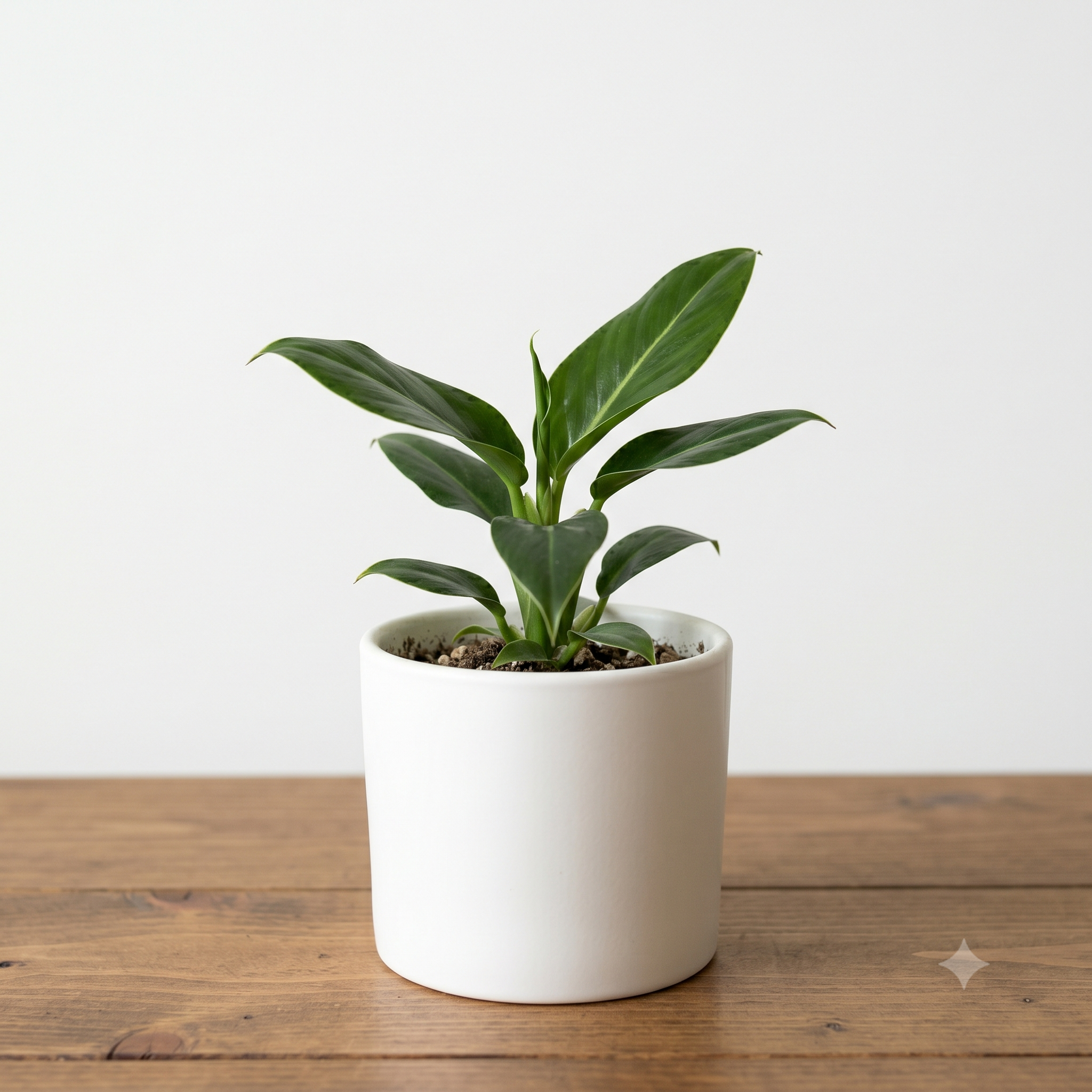 Philodendron Wendlandii Plant Sapling (1pc)