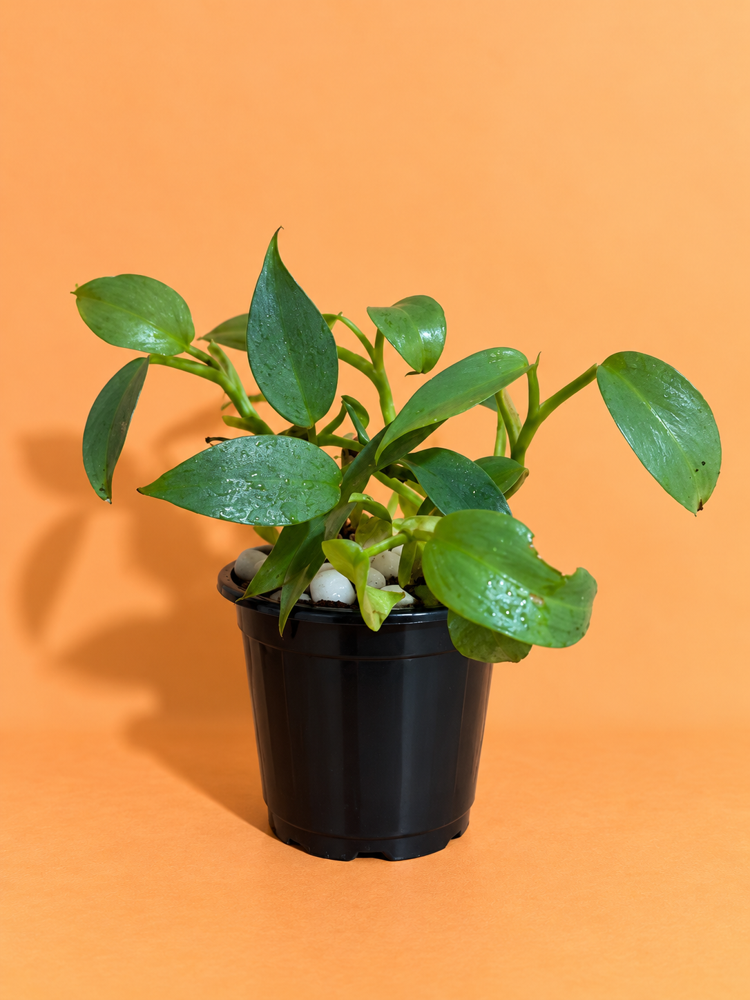Philodendron Silver Sword Plant (1pc)