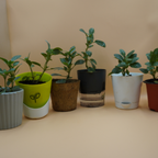 Fittonia White plant Sapling (1pc)