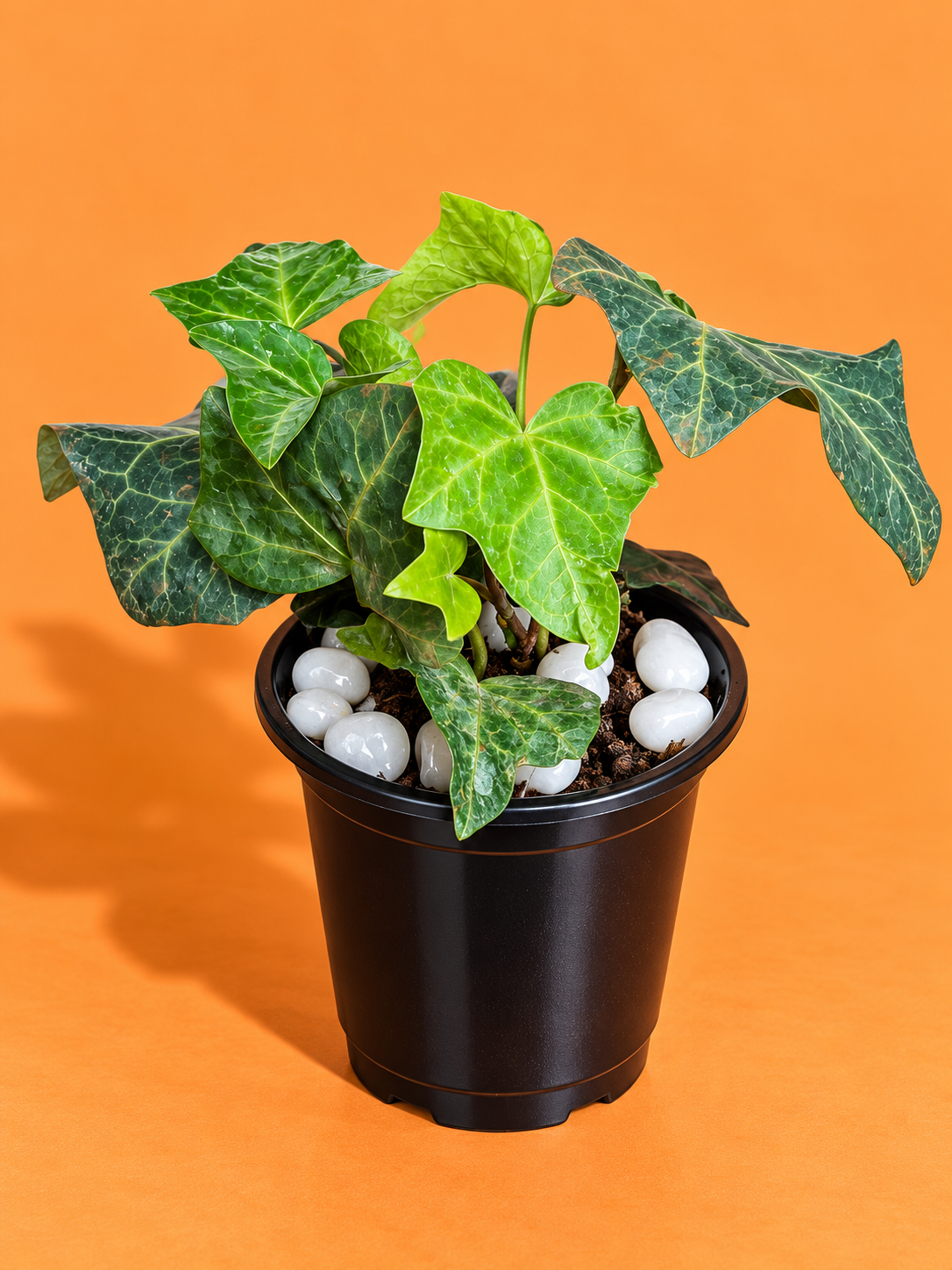 English Ivy Plant