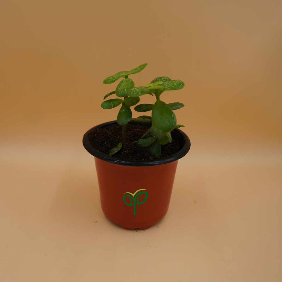 Jade Plant Sapling