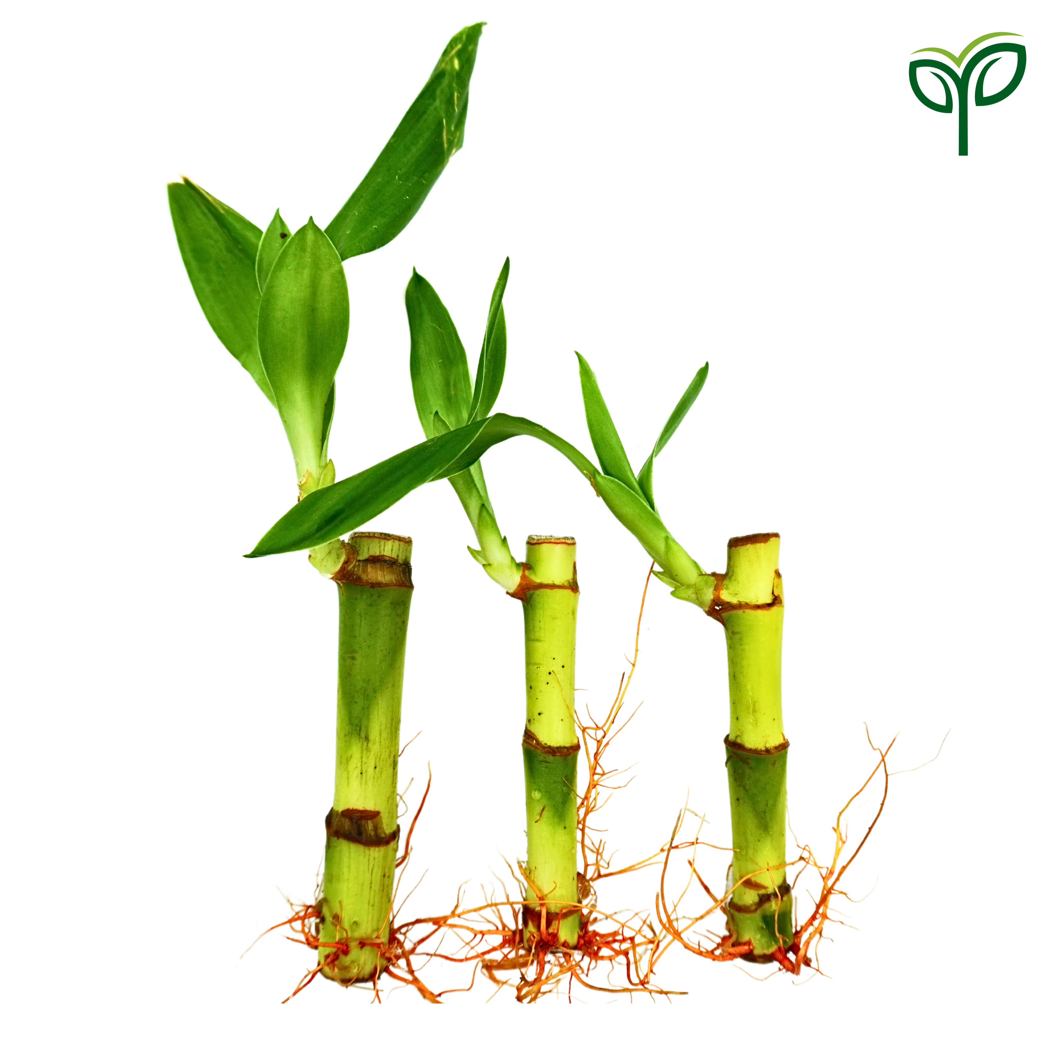 Lucky Bamboo Plant Saplings (3pcs)