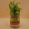 Lucky Bamboo Plant Saplings (3pcs)