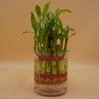 Lucky Bamboo Plant Saplings (3pcs)