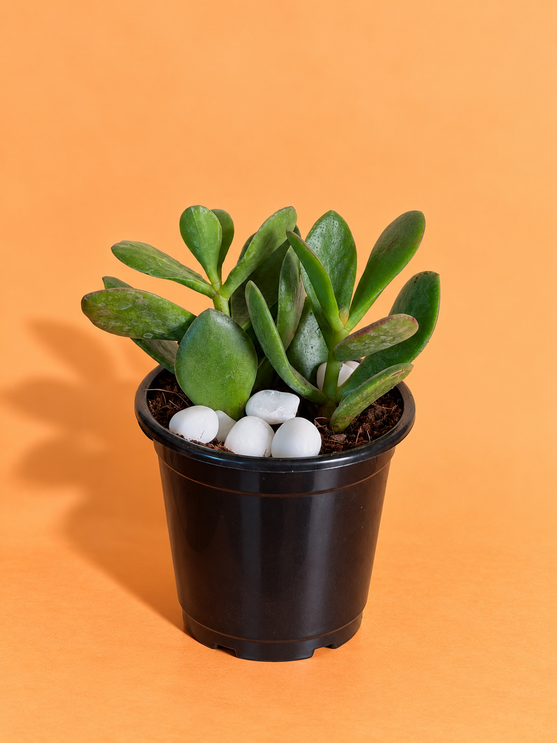 Crassula Ovata Plant (1pc)