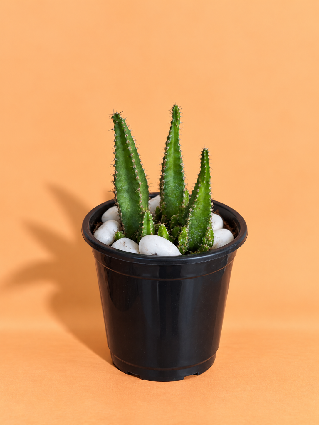 Fairytale Cactus Elongated (1pc)