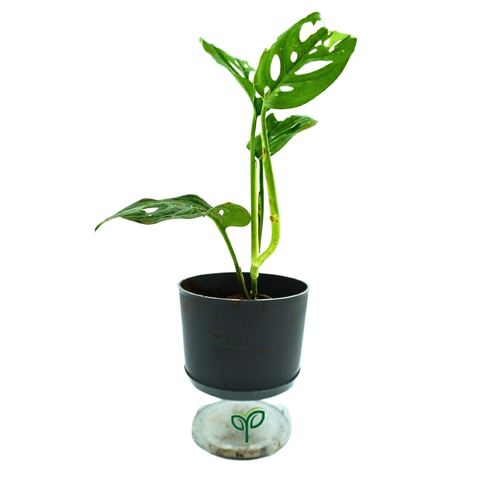 austin tx buy snake plant Snake Herb – Native Gardeners