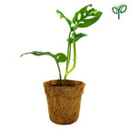 Monstera Broken Heart Plant Sapling (1pc)