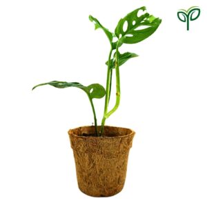 Monstera Broken Heart Plant Sapling (1pc)