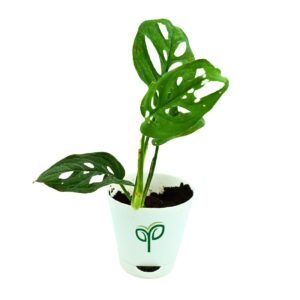 Monstera Broken Heart Plant Sapling (1pc)