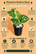 Monstera Broken Heart Plant (1pc)