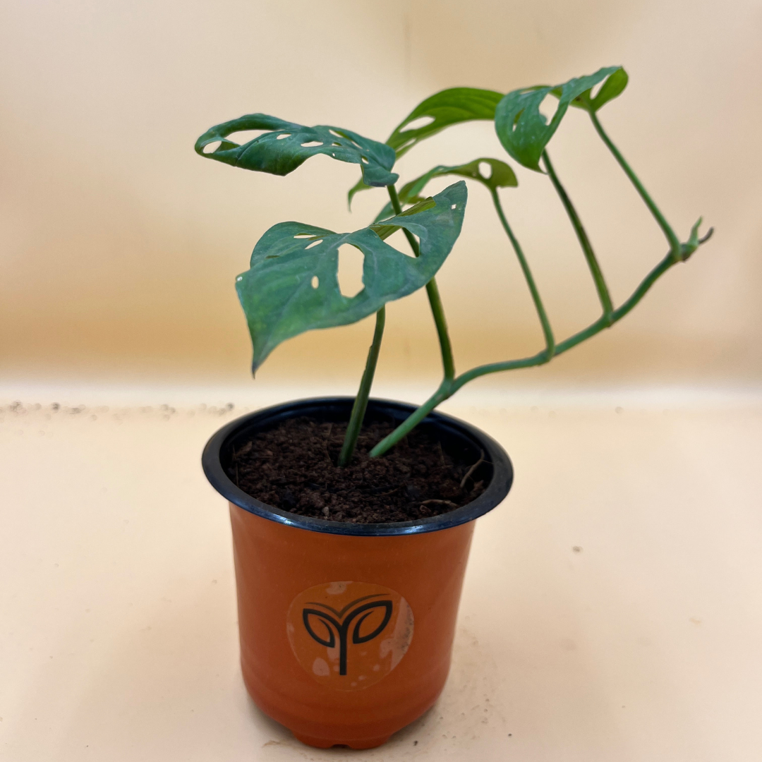 Monstera Broken Heart Plant Sapling (1pc)