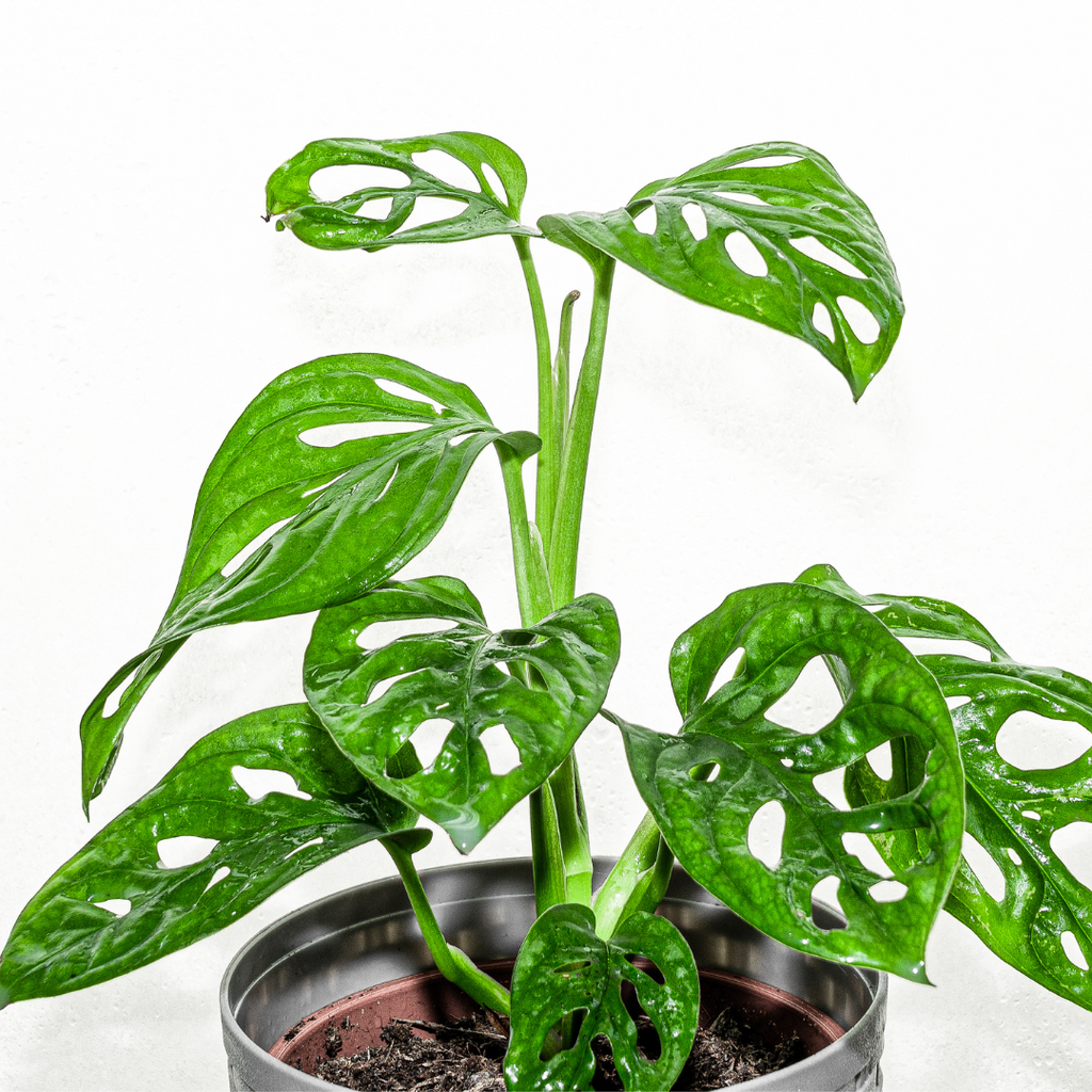 Monstera Broken Heart Plant Sapling (1pc)