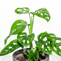 Monstera Broken Heart Plant Sapling (1pc)