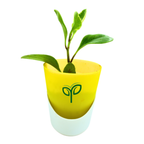 Peperomia Obtusifolia Variegated Plant Sapling (1Pc)