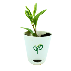 Peperomia Obtusifolia Variegated Plant Sapling (1Pc)
