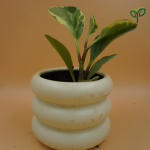Peperomia Obtusifolia Variegated Plant Sapling (1Pc)