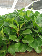 Peperomia Green Plant Sapling (1pc)