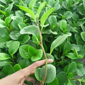 Peperomia Green Plant Sapling (1pc)