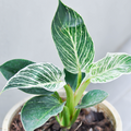 Philodendron Birkin Plant Sapling (1Pc)